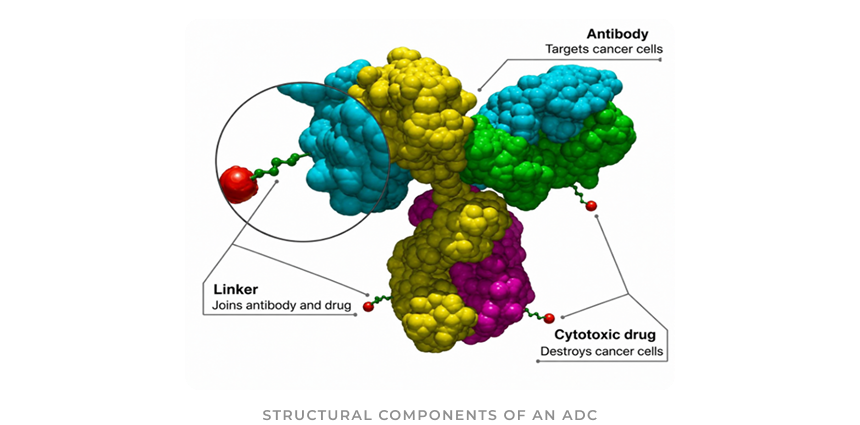Structural components of an ADC: the antibody, which targets cancer cells; the linker, which joins antibody and drug; and the cytotoxic drug, which destroys cancer cells