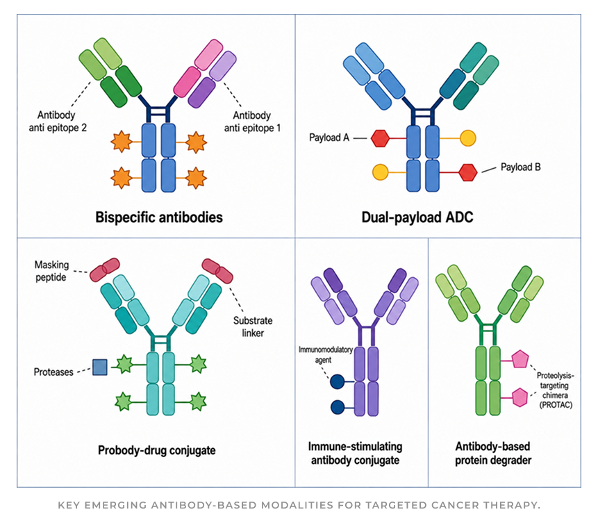 Key emerging antibody-based modalities for targeted cancer therapy: bispecific antibodies binding two epitopes; a dual-payload ADC carrying two different payloads; a probody-drug conjugate with a masking peptide cleaved by proteases; an immune-stimulating antibody conjugate carrying an immunomodulatory agent; and an antibody-based protein degrader carrying a PROTAC