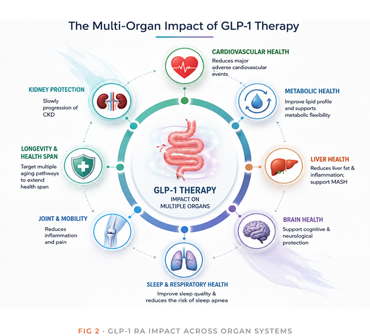 Fig 2: the multi-organ impact of GLP-1 therapy — cardiovascular, metabolic, liver, brain, sleep and respiratory, joint and mobility, longevity, and kidney health arranged around a central GLP-1 therapy hub