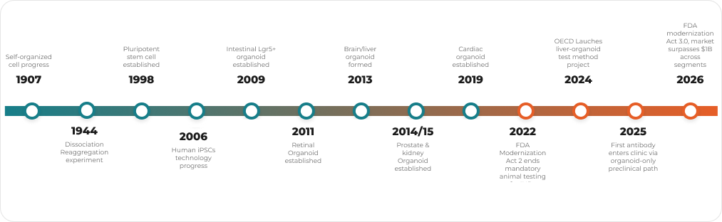 Figure 1 · Timeline of organoid milestones from 1907 to 2026: 1907 self-organized cell progress; 1944 dissociation-reaggregation experiment; 1998 pluripotent stem cell established; 2006 human iPSC technology progress; 2009 intestinal Lgr5+ organoid established; 2011 retinal organoid established; 2013 brain and liver organoid formed; 2014/15 prostate and kidney organoid established; 2019 cardiac organoid established; 2022 FDA Modernization Act 2.0 ends mandatory animal testing; 2024 OECD launches liver-organoid test method project; 2025 first antibody enters the clinic via an organoid-only preclinical path; 2026 FDA Modernization Act 3.0, market surpasses $1B across segments